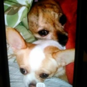 Meet your Posher, Janet